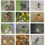 Birds of North America Calendar