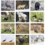Wildlife Portraits Spiral Calendar