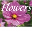 Flowers Spiral Wall Calendar