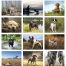 Sporting Dogs Spiral Calendar