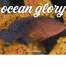 Ocean Glory Calendar