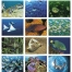 Ocean Glory Calendar