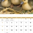 Baby Farm Animals Calendar
