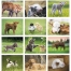 Baby Farm Animals Calendar