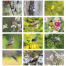 Birds of North America Calendar II