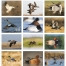 Waterfowl Calendar