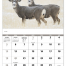 Wildlife Portraits Calendar