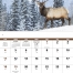 Wildlife Portraits Calendar