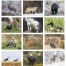 Wildlife Portraits Calendar