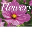 Flowers Wall Calendar