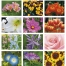 Flowers Wall Calendar