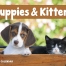 Puppies &amp; Kittens Window Calendar