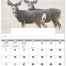 Wildlife Portraits Window Calendar