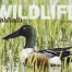 Wildlife Portraits Window Calendar