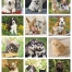 Puppies and Kittens Mini Calendar