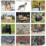 Wildlife II Calendar