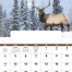 Wildlife Portraits Window Calendar